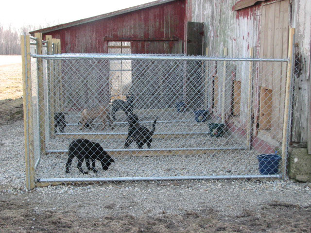 Commercial chainlink dog kennels by Pickens Fence